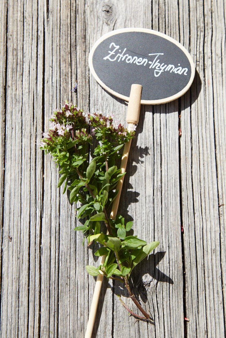 Lemon thyme with hand-made plant label