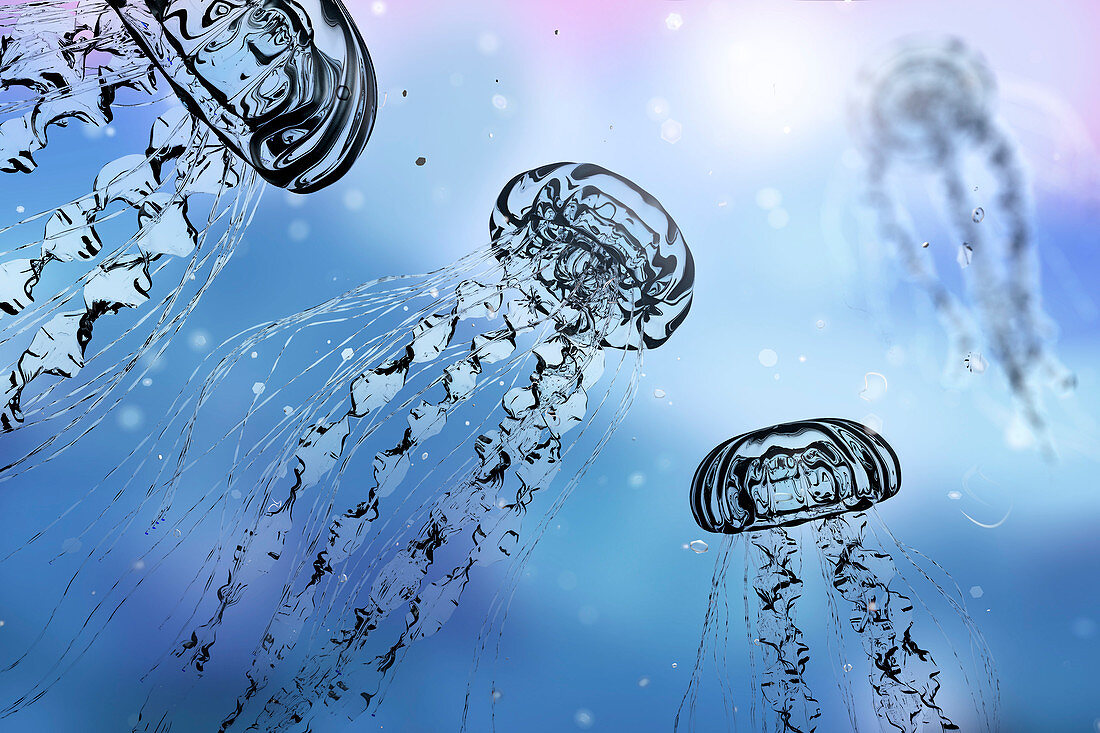 Jellyfishes, illustration
