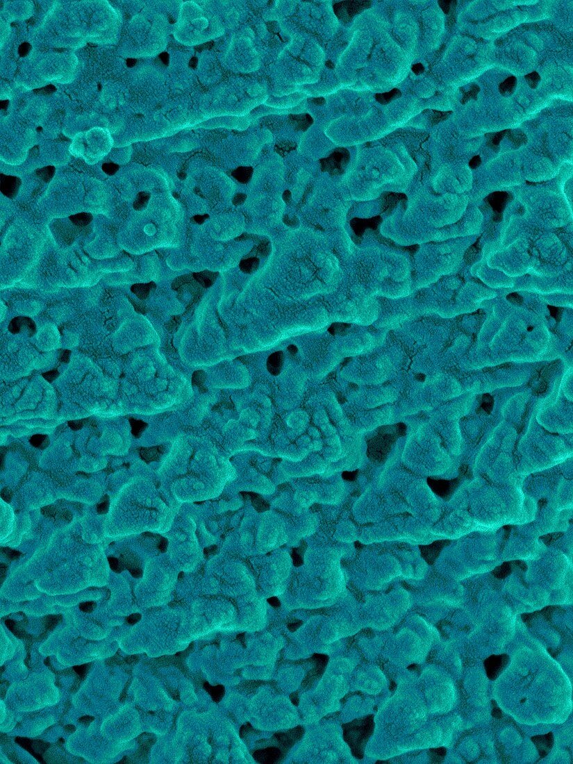 Emu eggshell surface, SEM