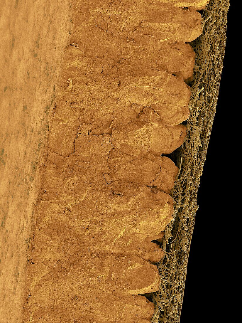 Chicken eggshell cross section, SEM