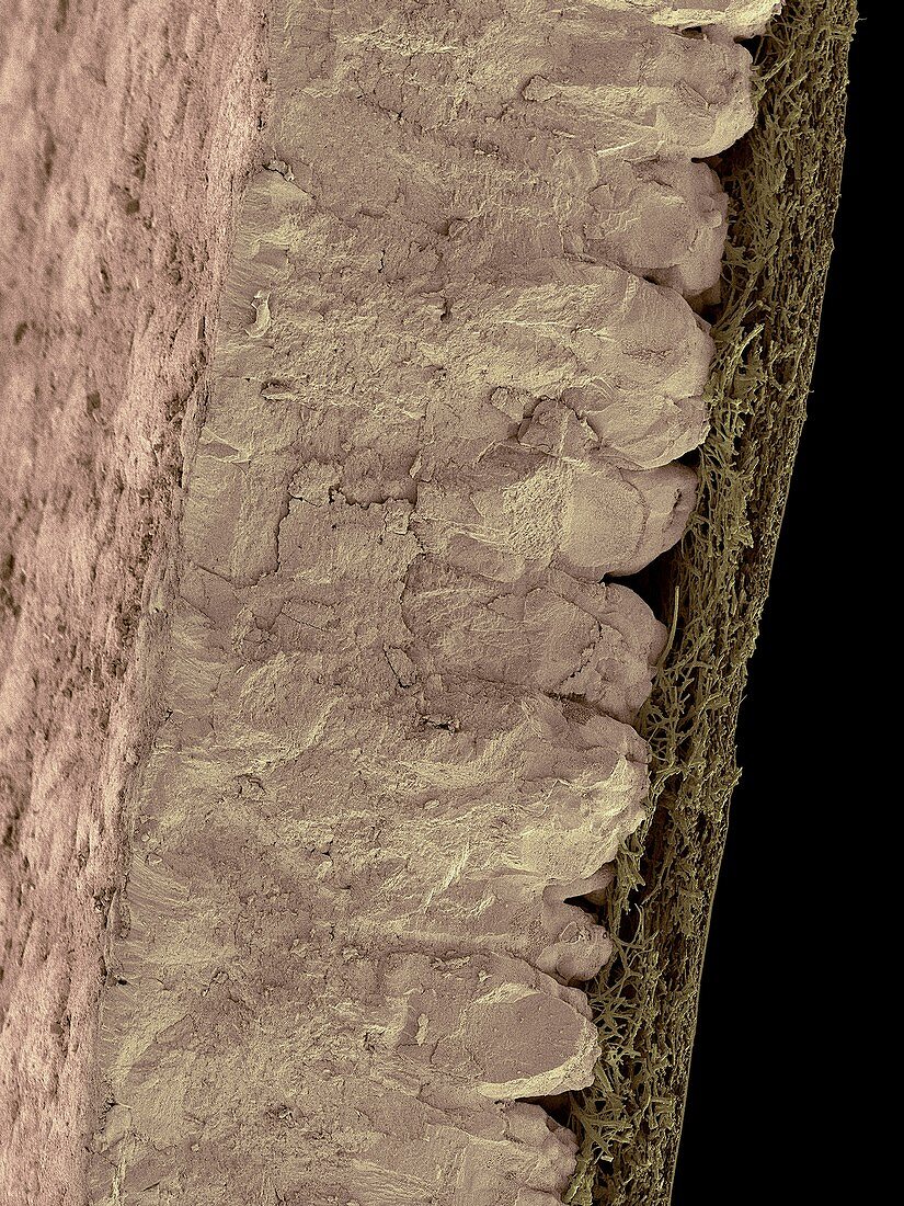 Chicken eggshell cross section, SEM