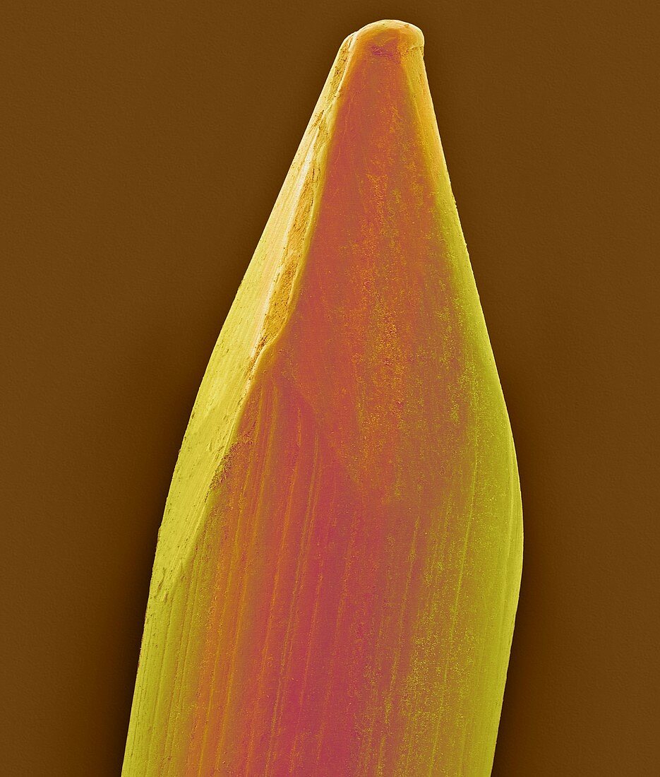 Tip of a finish nail, SEM