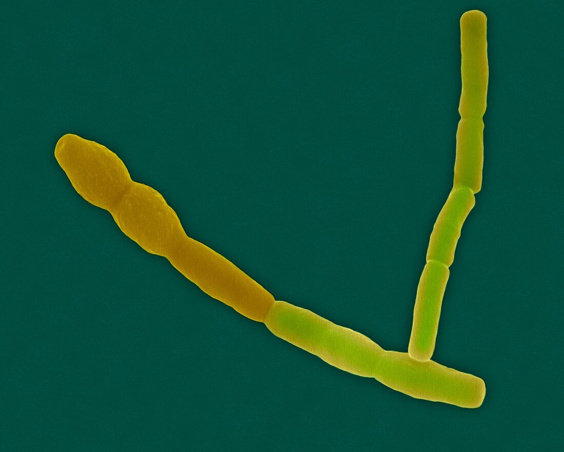 Bacillus cereus, bacterium, SEM