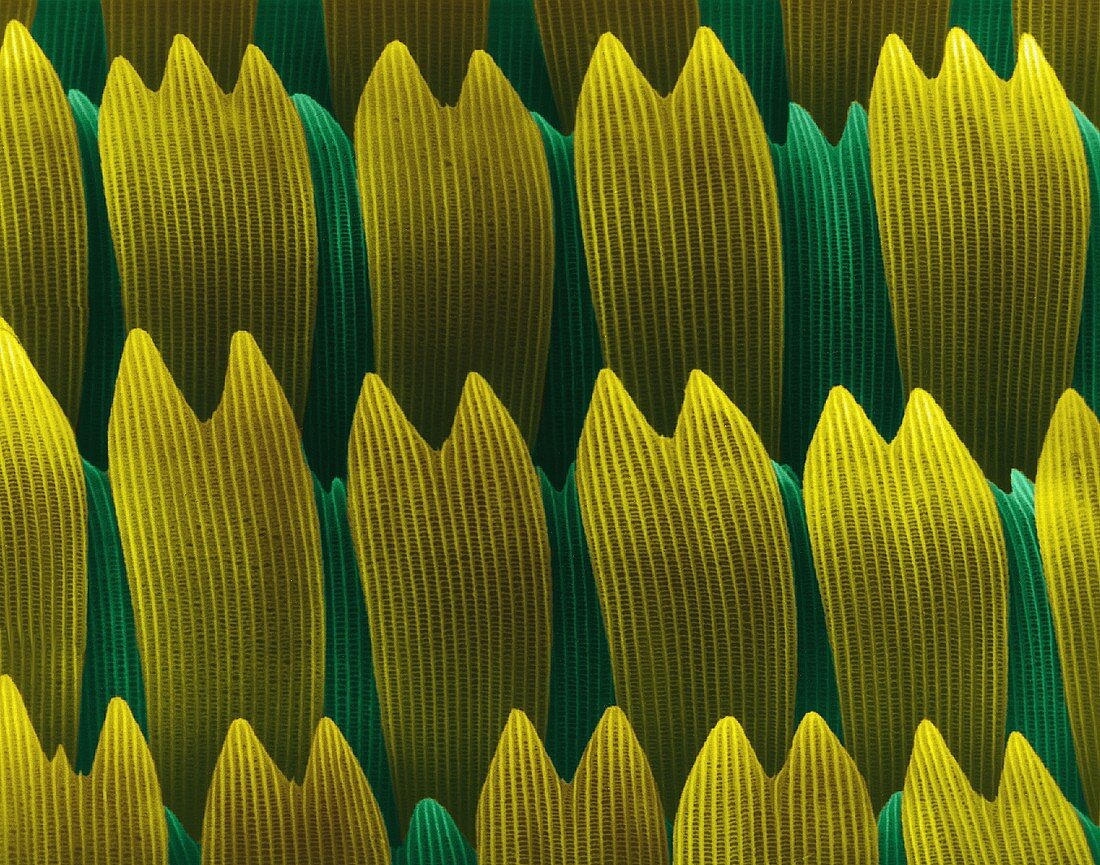 Butterfly wing scales, SEM
