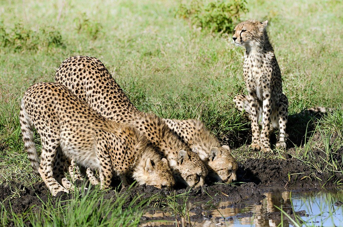 Three cheetah cubs and mother