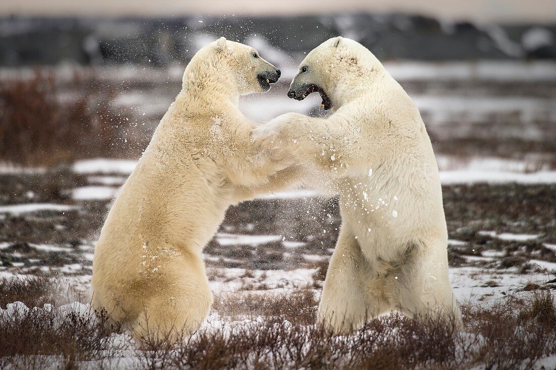 Two polar bears fighting