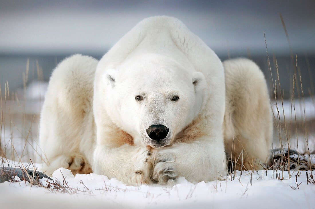 Polar bear lying on ice