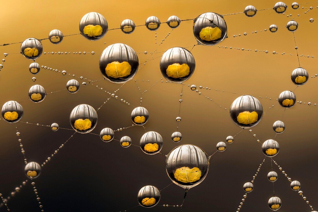 Drops of dew on a spiderweb