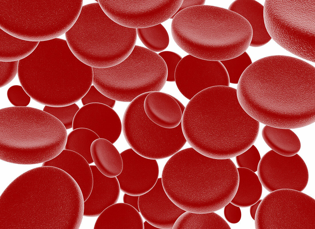 Red blood cells