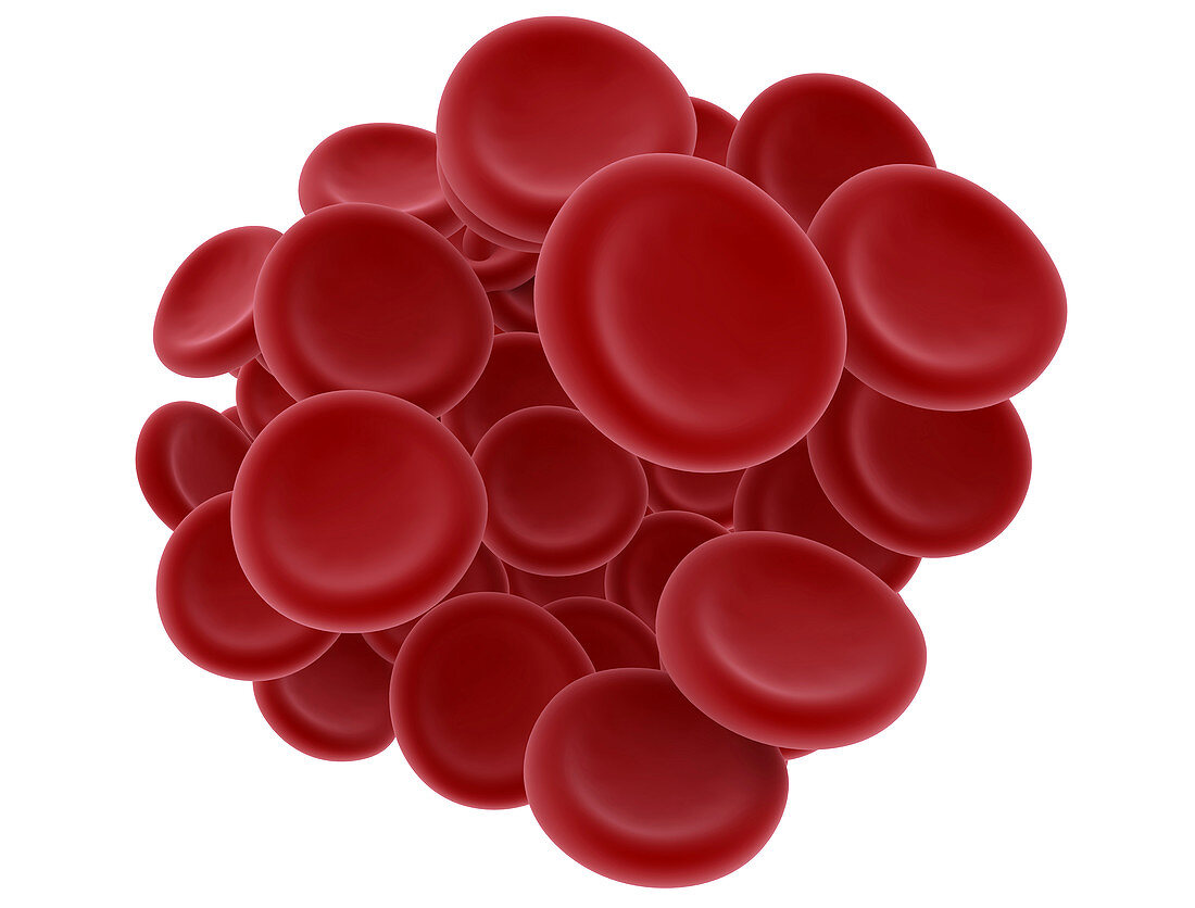 Red blood cells