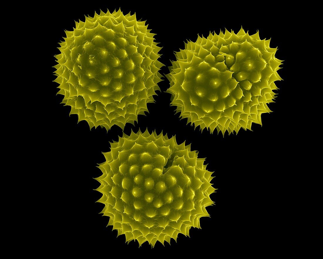 Ragweed pollen (Ambrosia psilostachya), SEM
