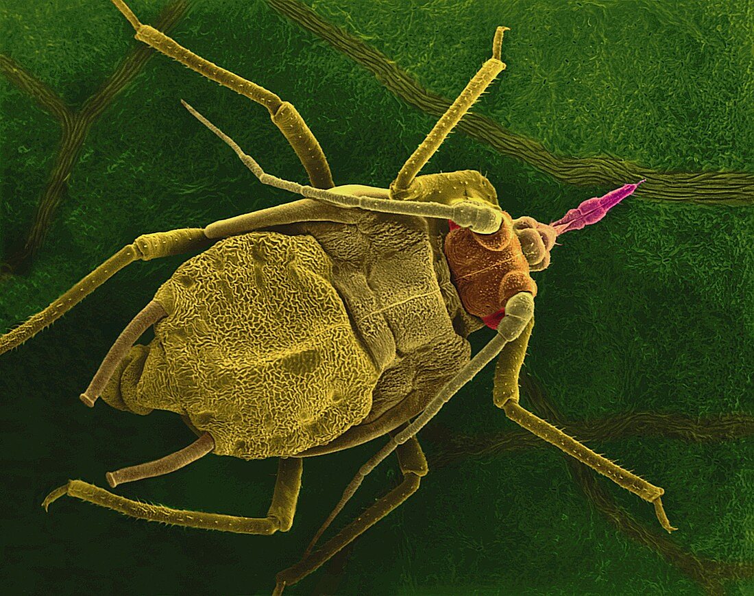 Aphid on a bean leaf, SEM