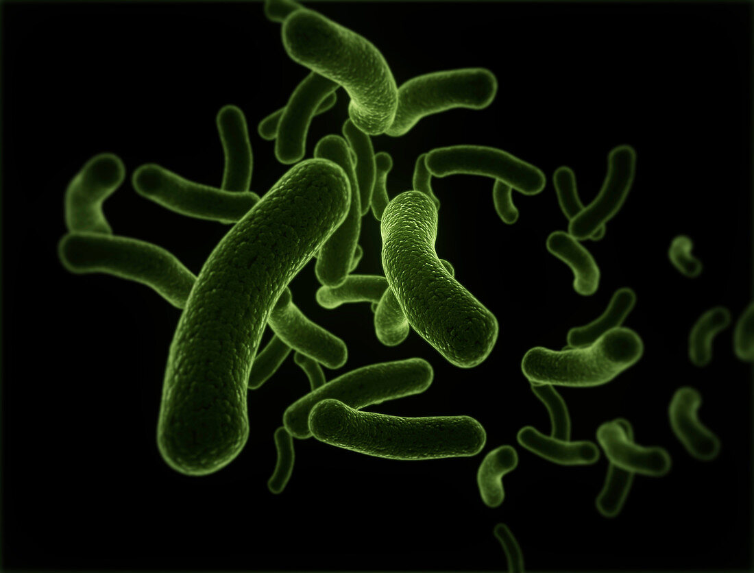 Bacteria against a black background