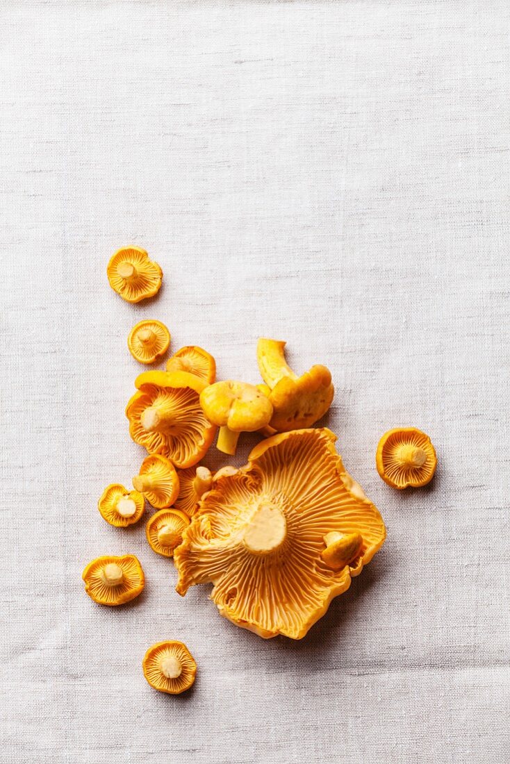 Raw wild mushrooms chanterelle on light textile background