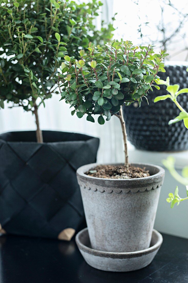 Two potted Bonsai-style myrsine bushes