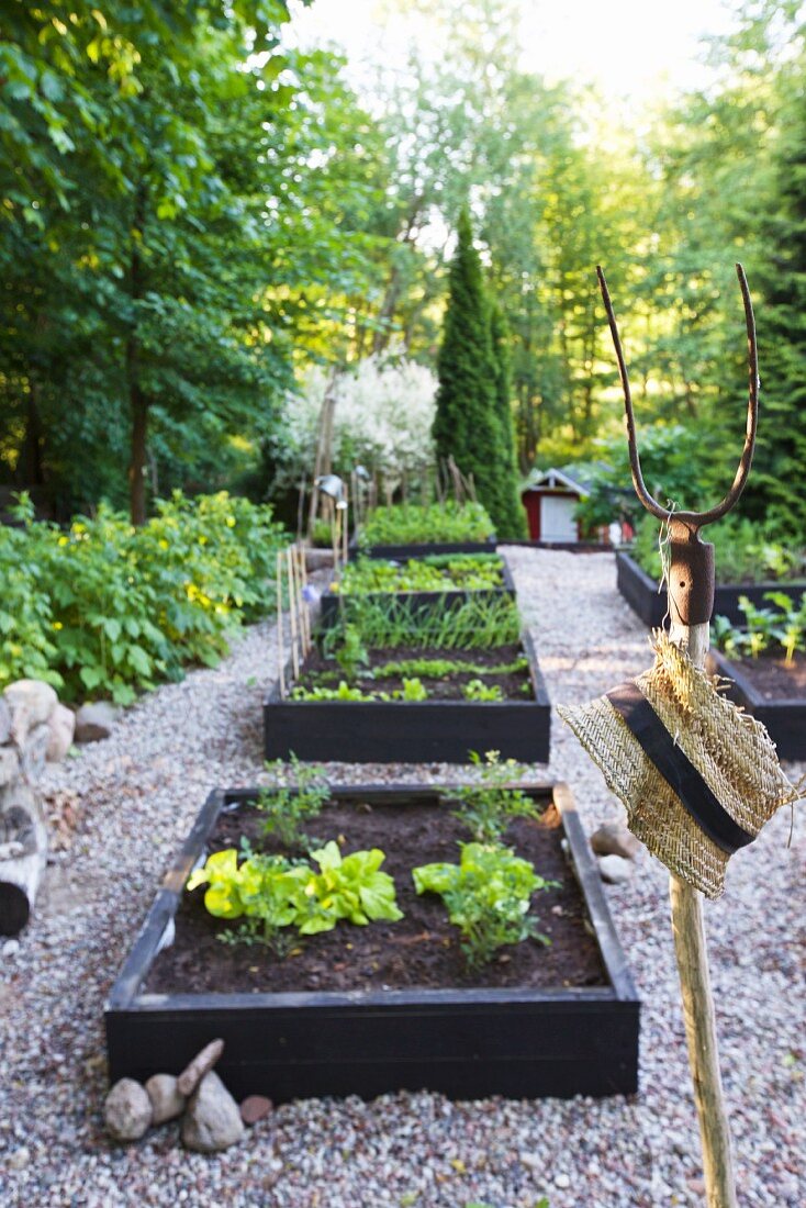 Raised vegetable beds surrounded by gravel paths