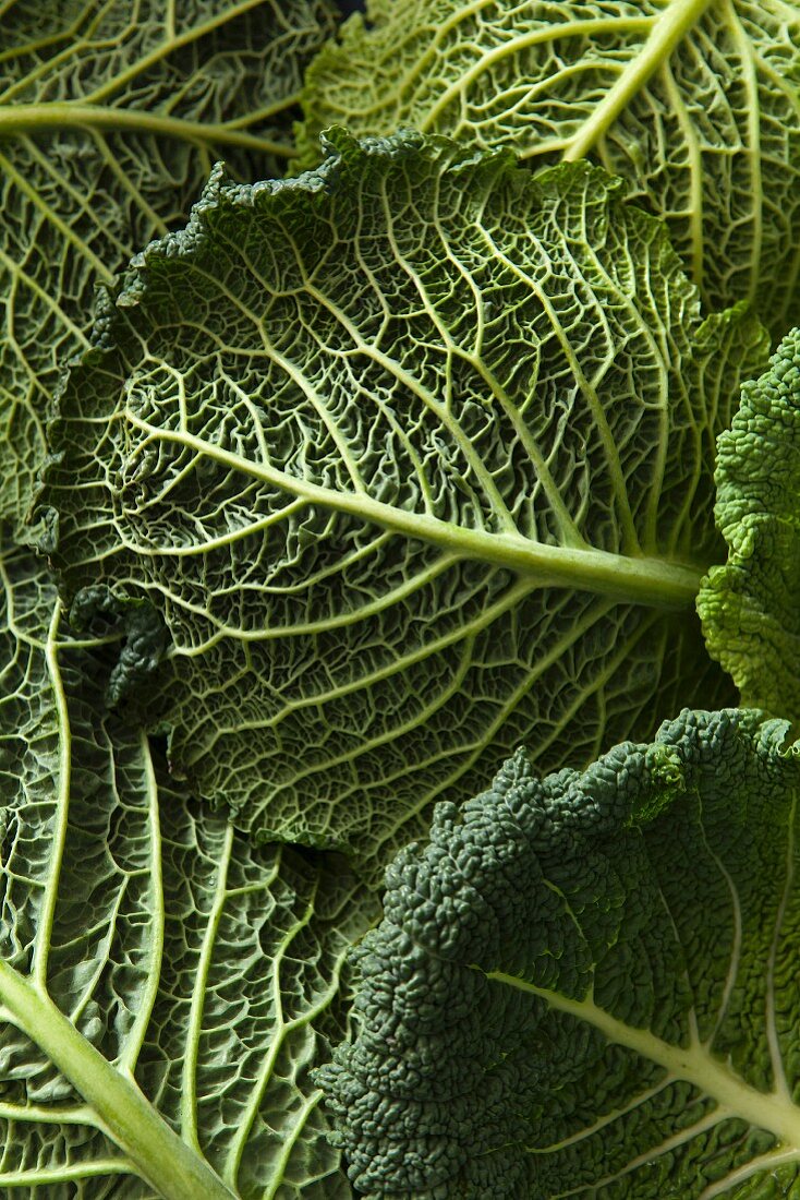 Close up detail shot of Savoy cabbage leaves