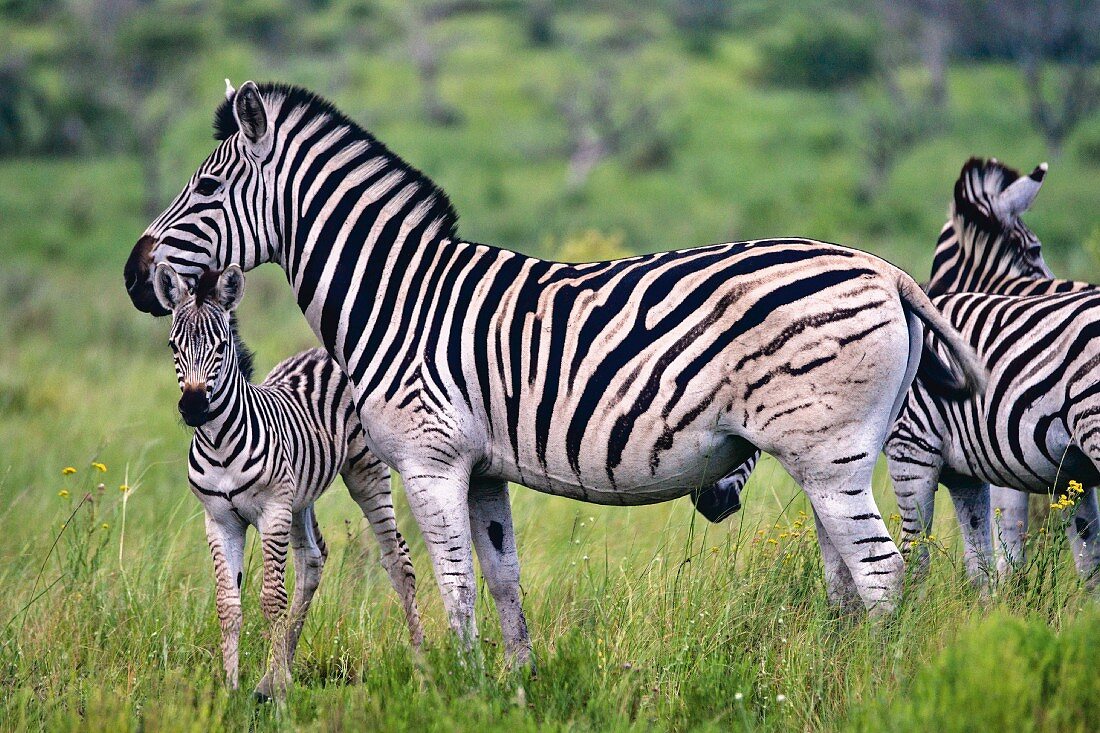 Zebras mit Jungen im 'iSimangaliso-Wetland-Park' in Südafrika