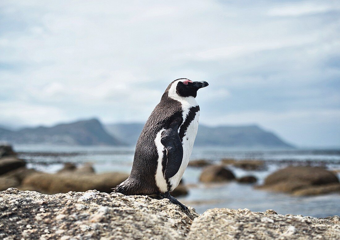 A Jackass Penguin near Simon's Town in Cape Town, South Africa