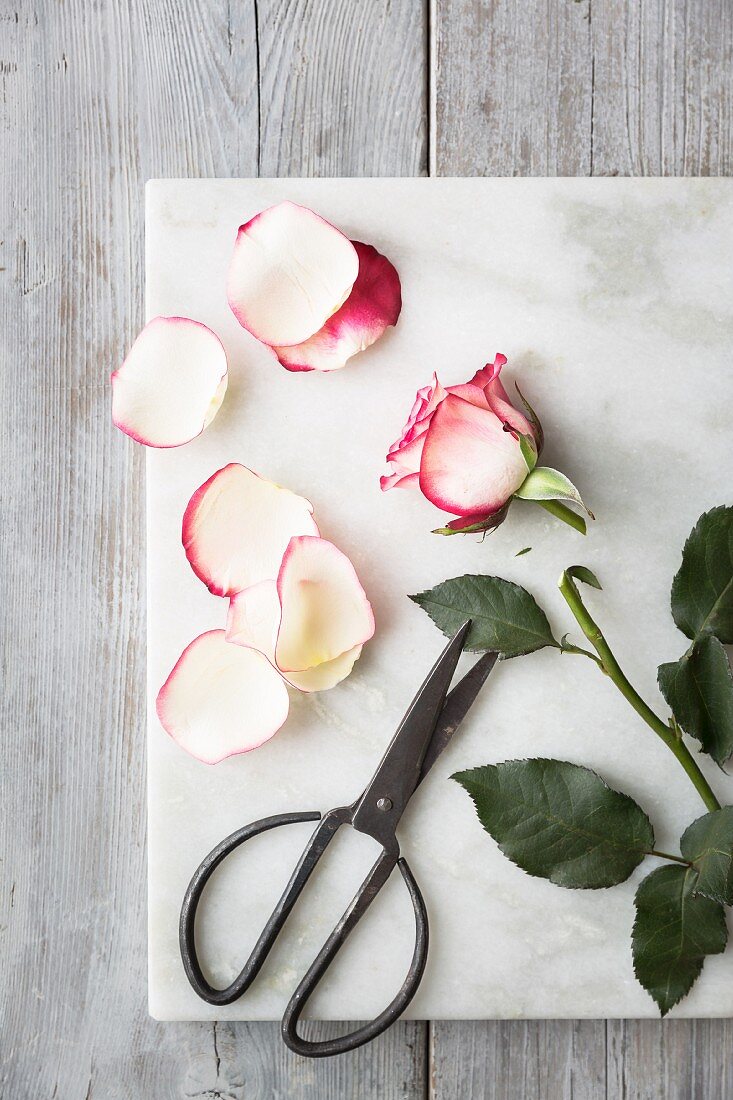 Rosa-weiße Rose mit Schere auf Marmorplatte