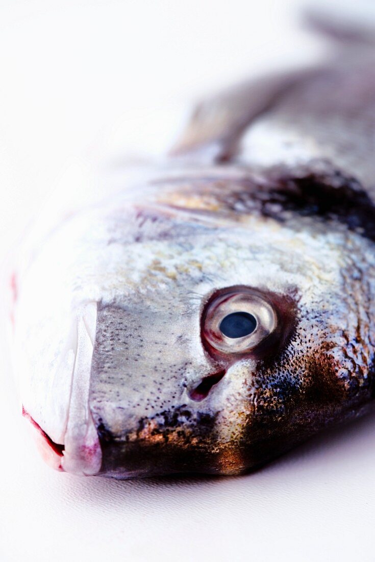 Head of a fresh sea bream (close-up)