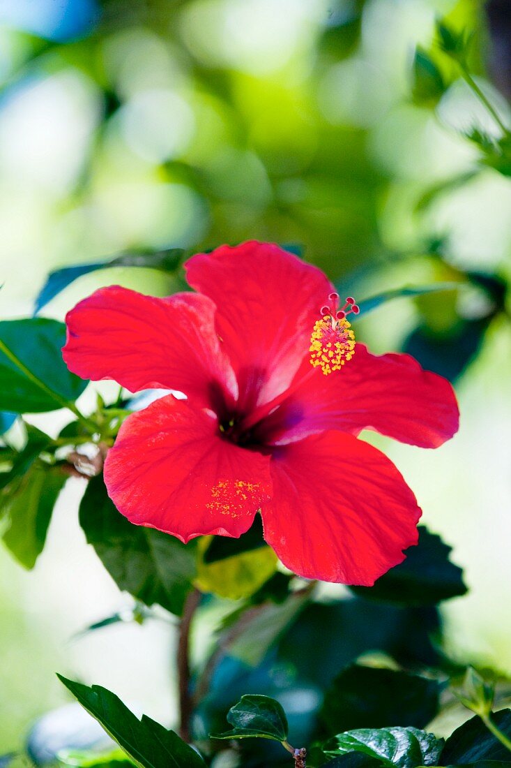 Deep pink hibiscus flower