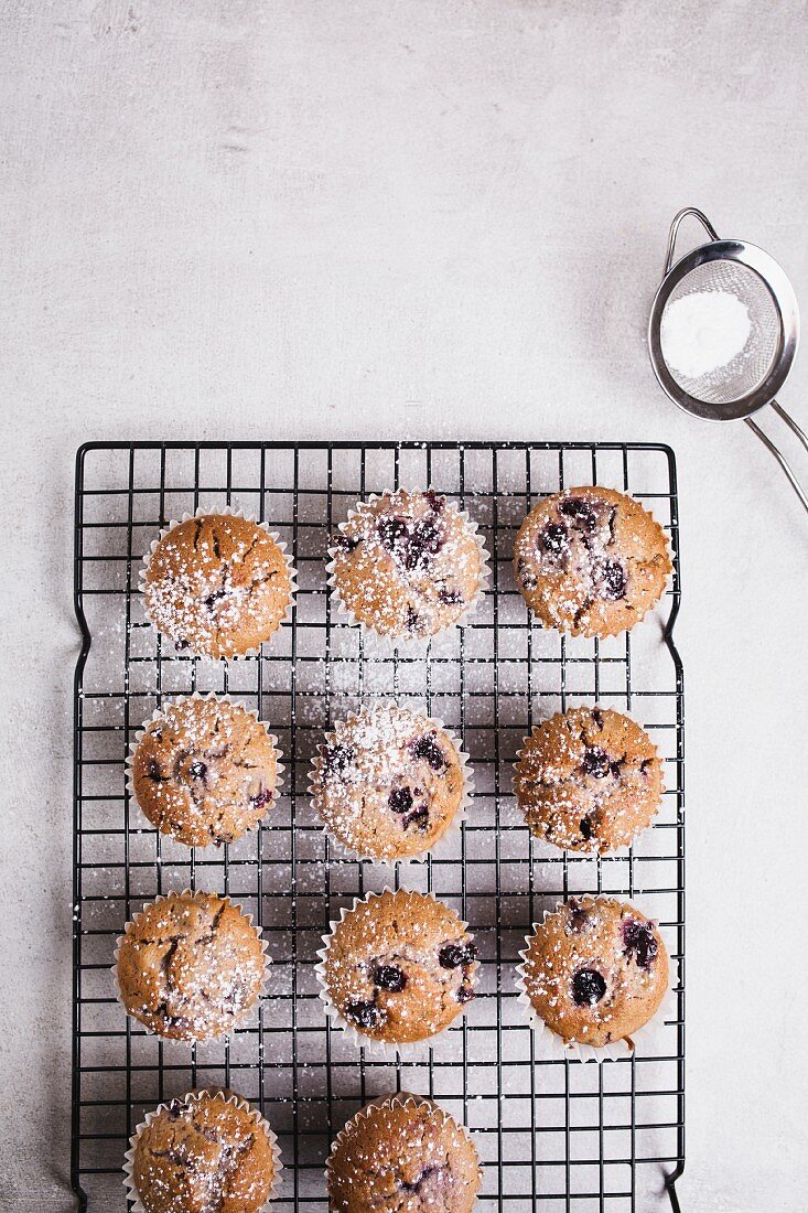 Blueberry muffins on baking tray sprinkled with icing sugar