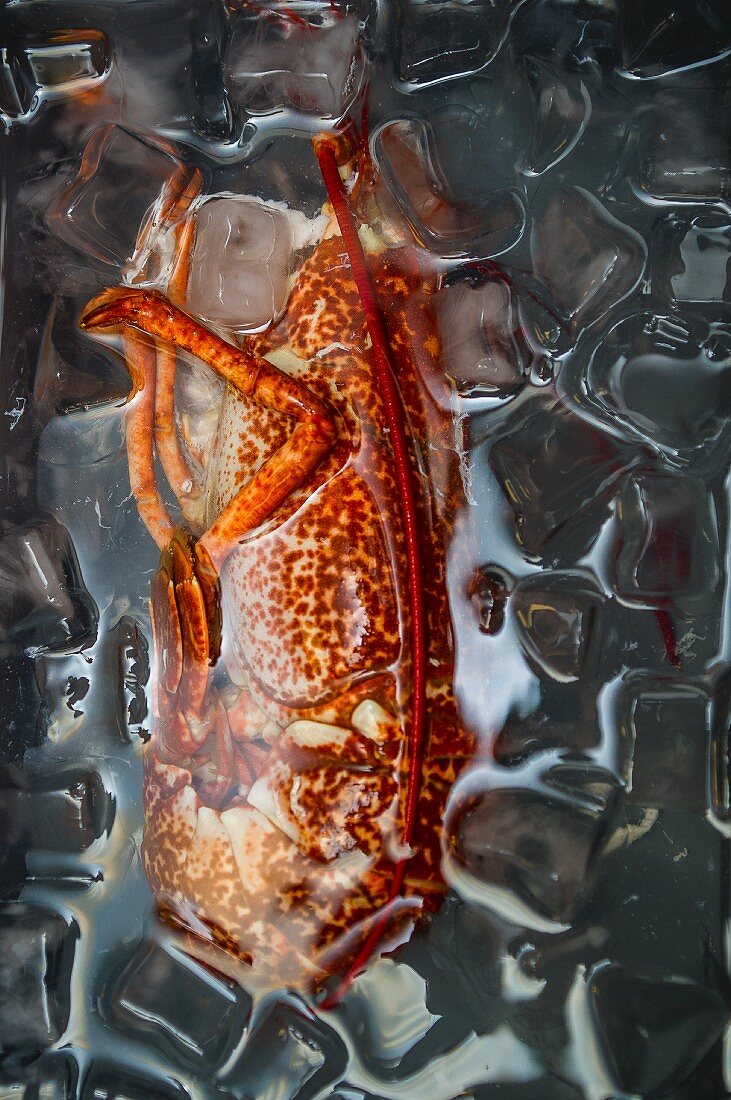 Lobster in Ice Water