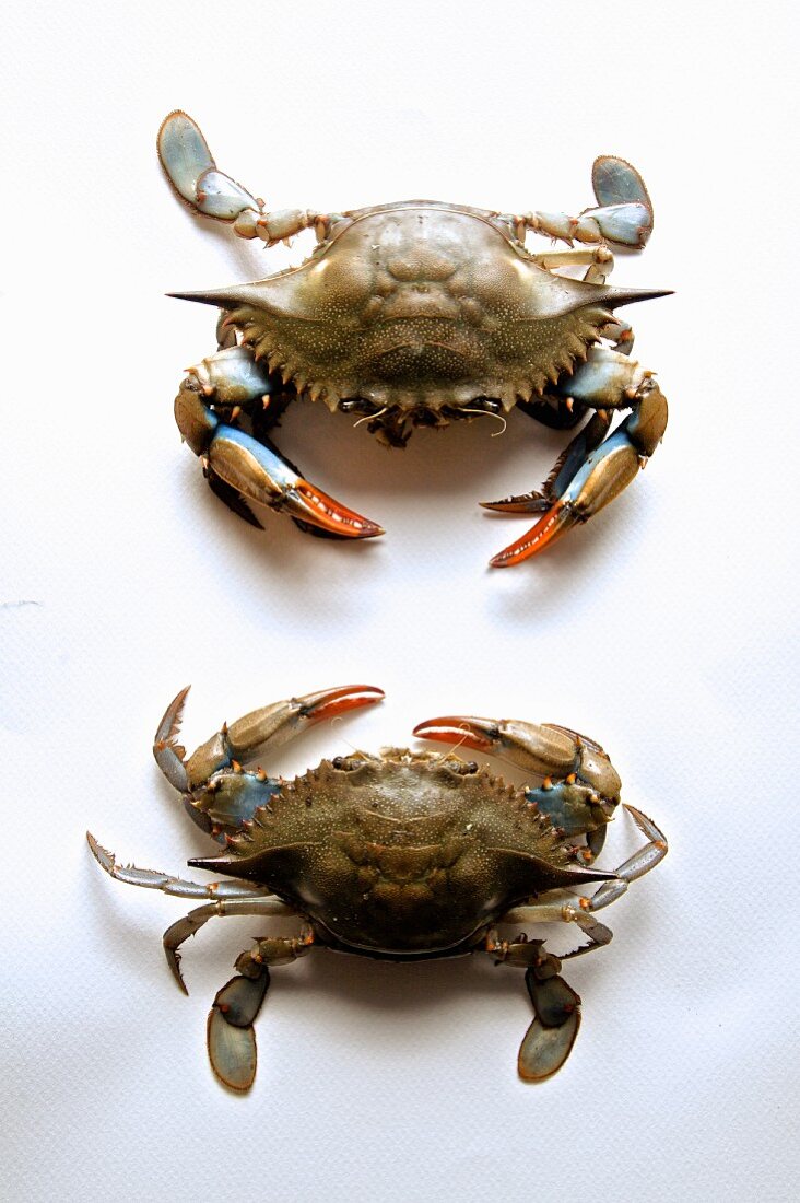 Zwei Softshell-Crabs (New England, USA)