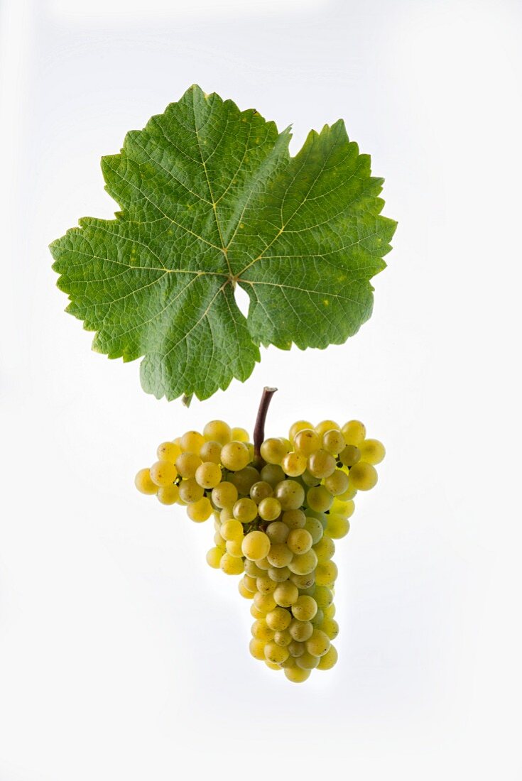 The Heida (also known as Païen) white wine grape from the Savagnin variety with a vine leaf