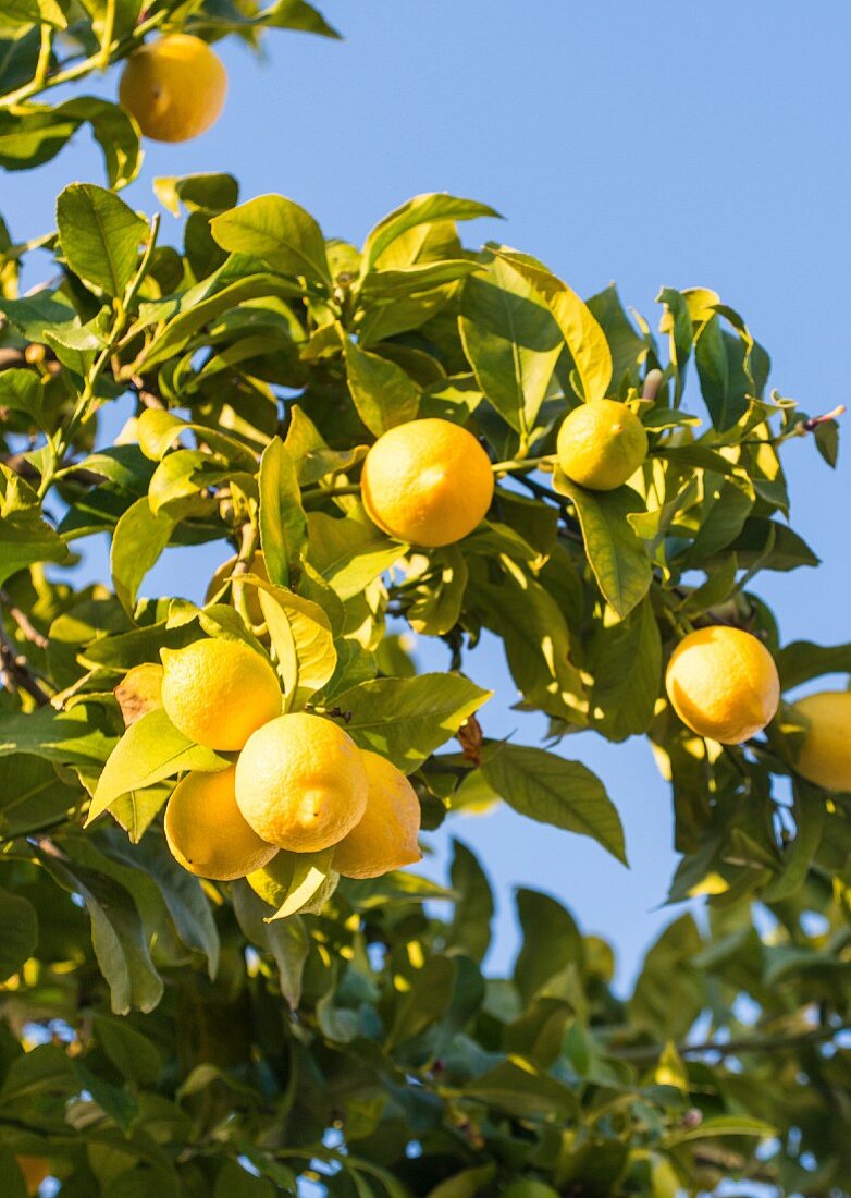 Lemons from the Alentejo region in Portugal