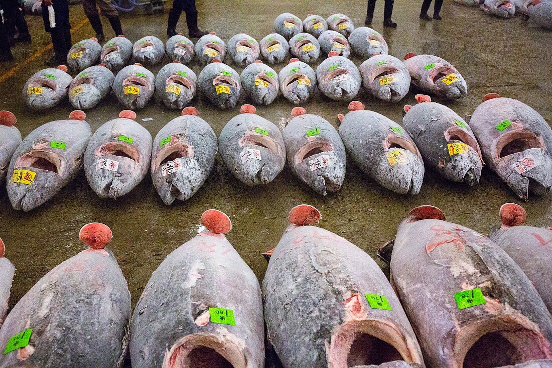 Thunfische am Tsukiji-Fischmarkt in Tokio, Japan