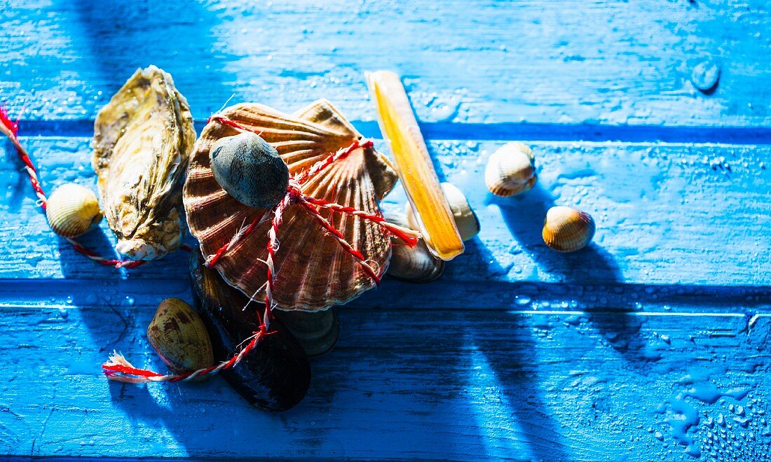 Fresh mussels on a blue wooden background