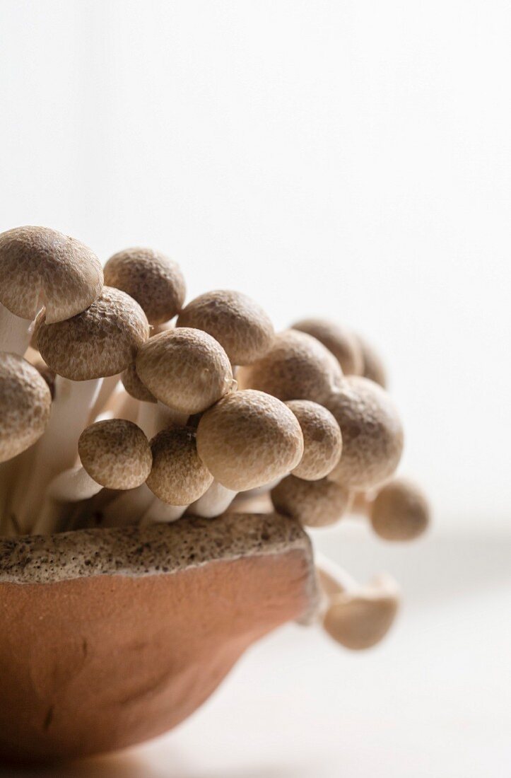 Speciality mushrooms in a ceramic tray still life macro shot