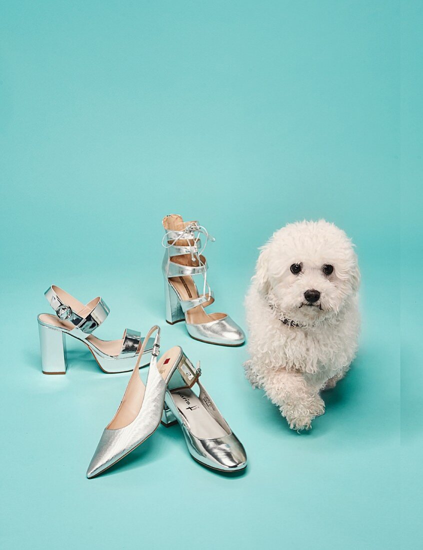 Various silver metallic-look summer shoes with a dog next to them