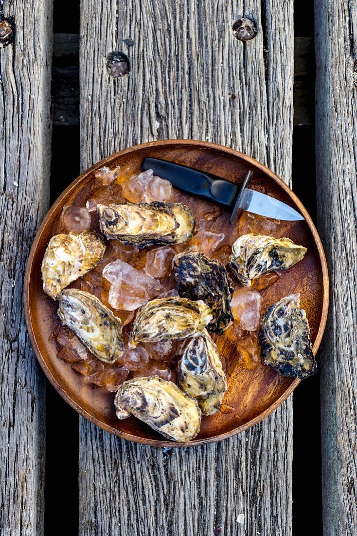 Fresh oysters with ice cubes and an oyster knife on a wooden plate