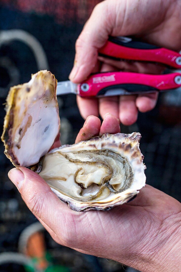 A hand holding an open oyster