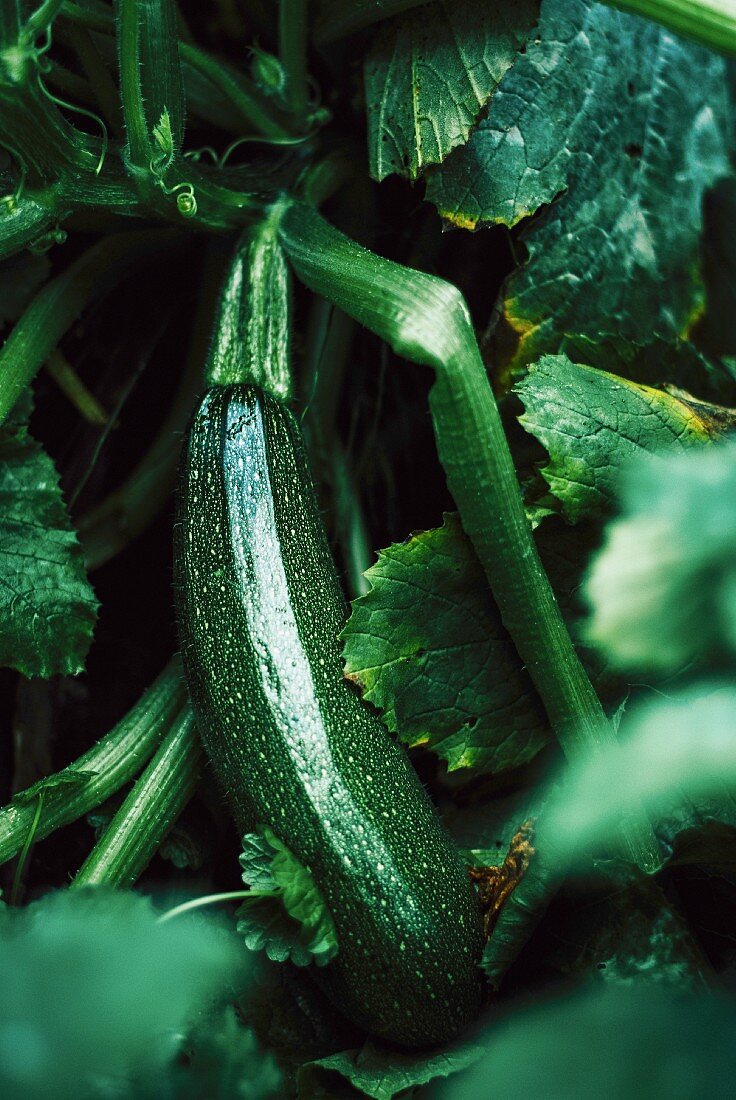 Junge Zucchini an der Pflanze im Garten