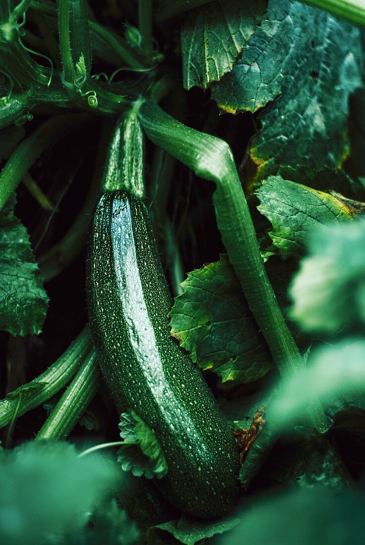 Young Zucchini In The Garden
