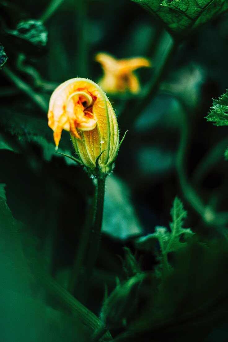 A courgette flower on a plant