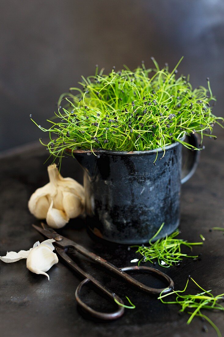Fresh garlic sprouts in an enamel jug next to a bulb of garlic and garden shears