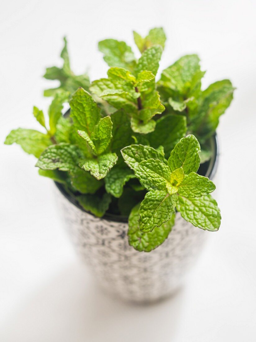 Fresh mint in a small cup