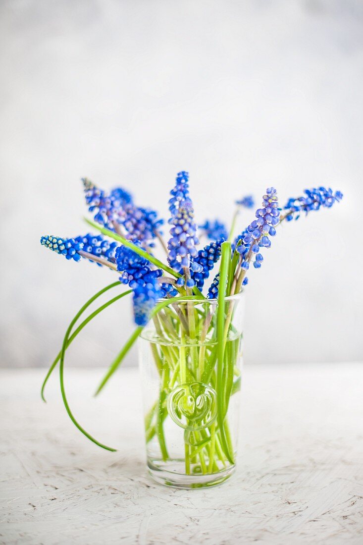 Blaue Traubenhyazinthen in Wasserglas