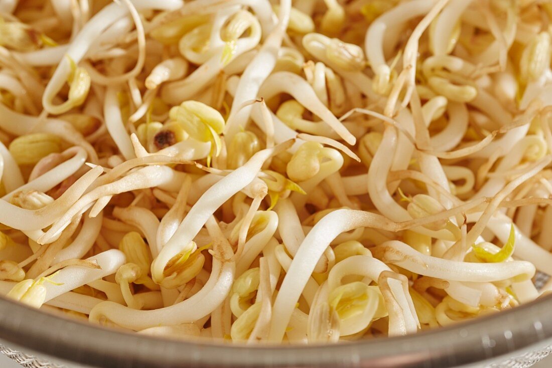 Raw fresh soy sprouts (close up)