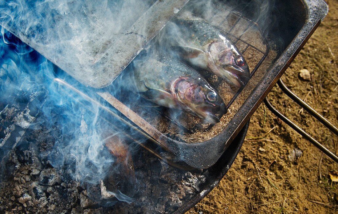 Trout being smoked