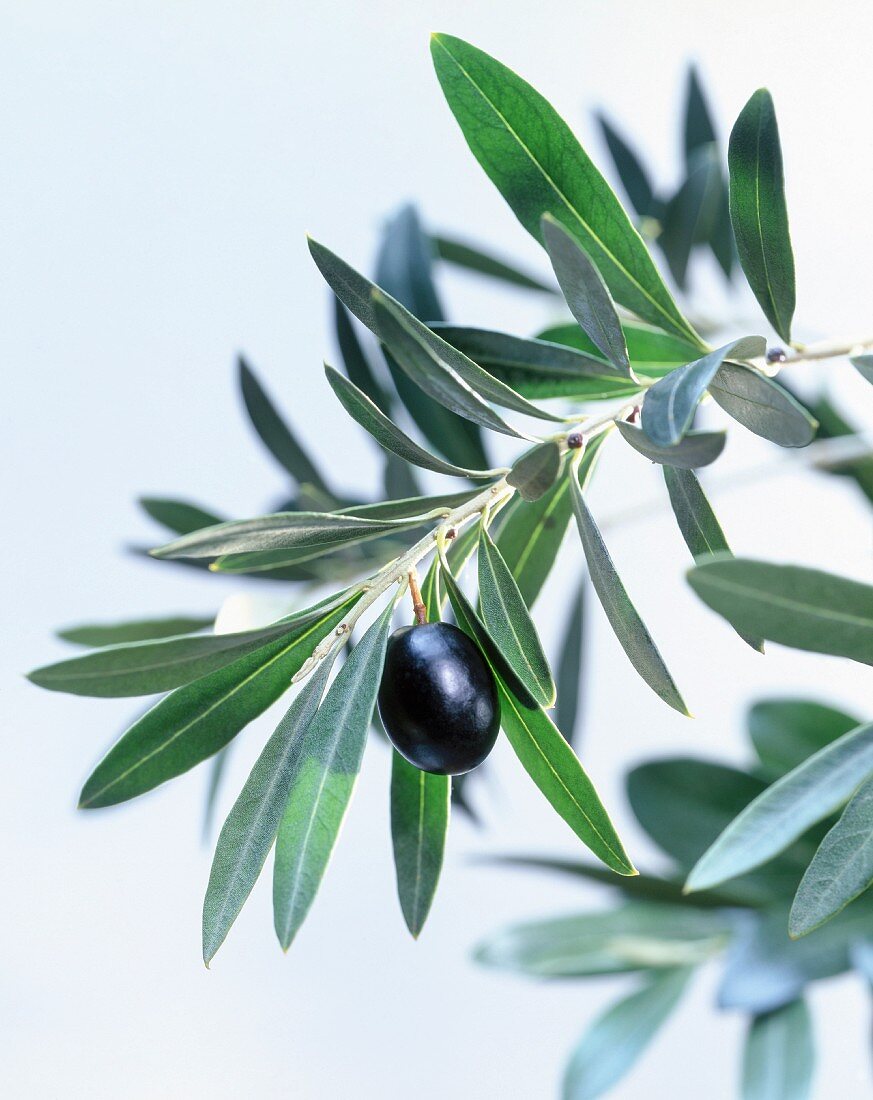 An olive branch with a black olive (close-up)