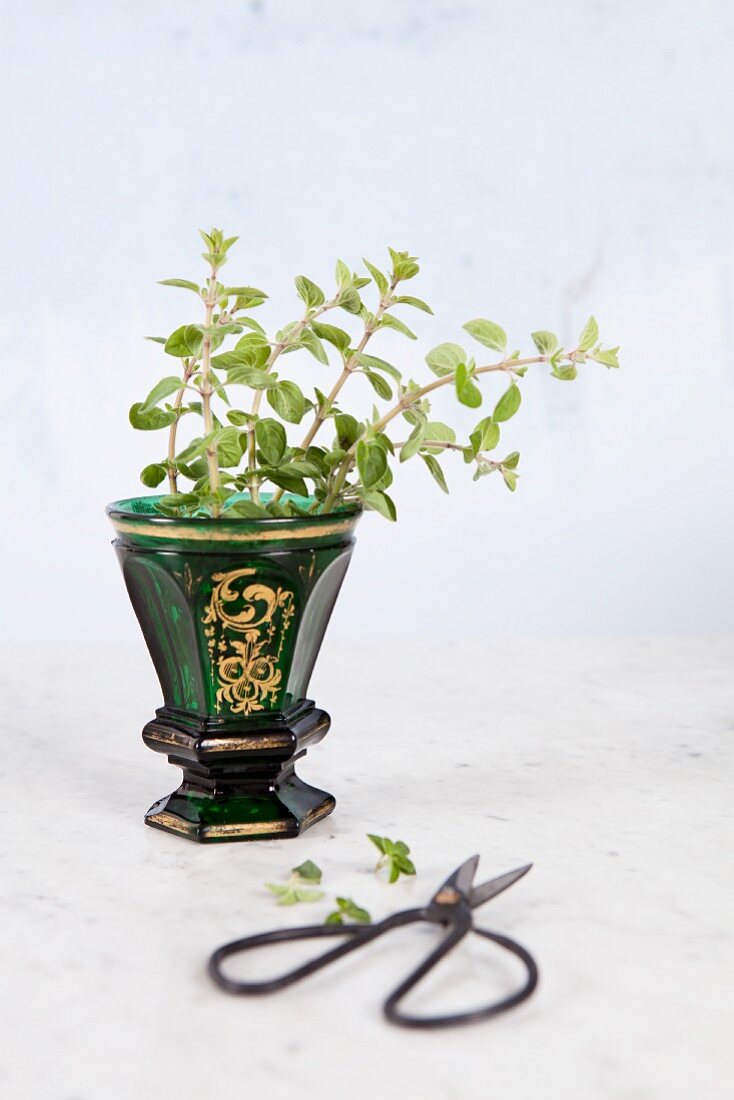 Fresh oregano in a green glass vase against a white background