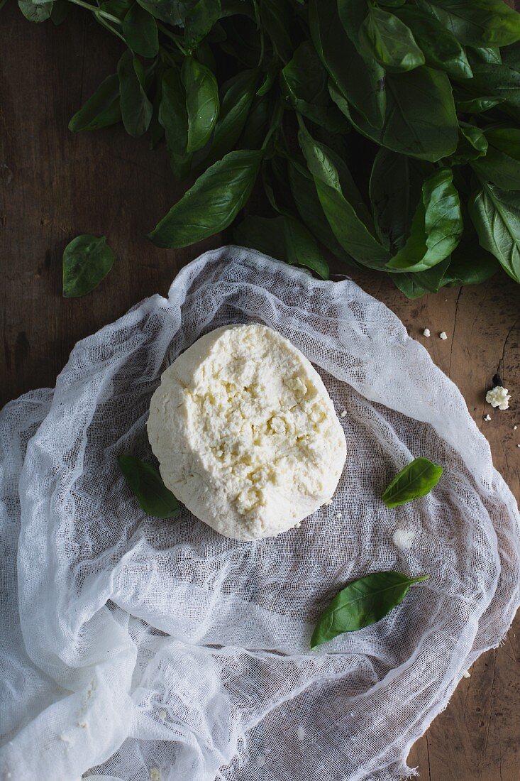 Freshly made ricotta on a cheesecloth with basil