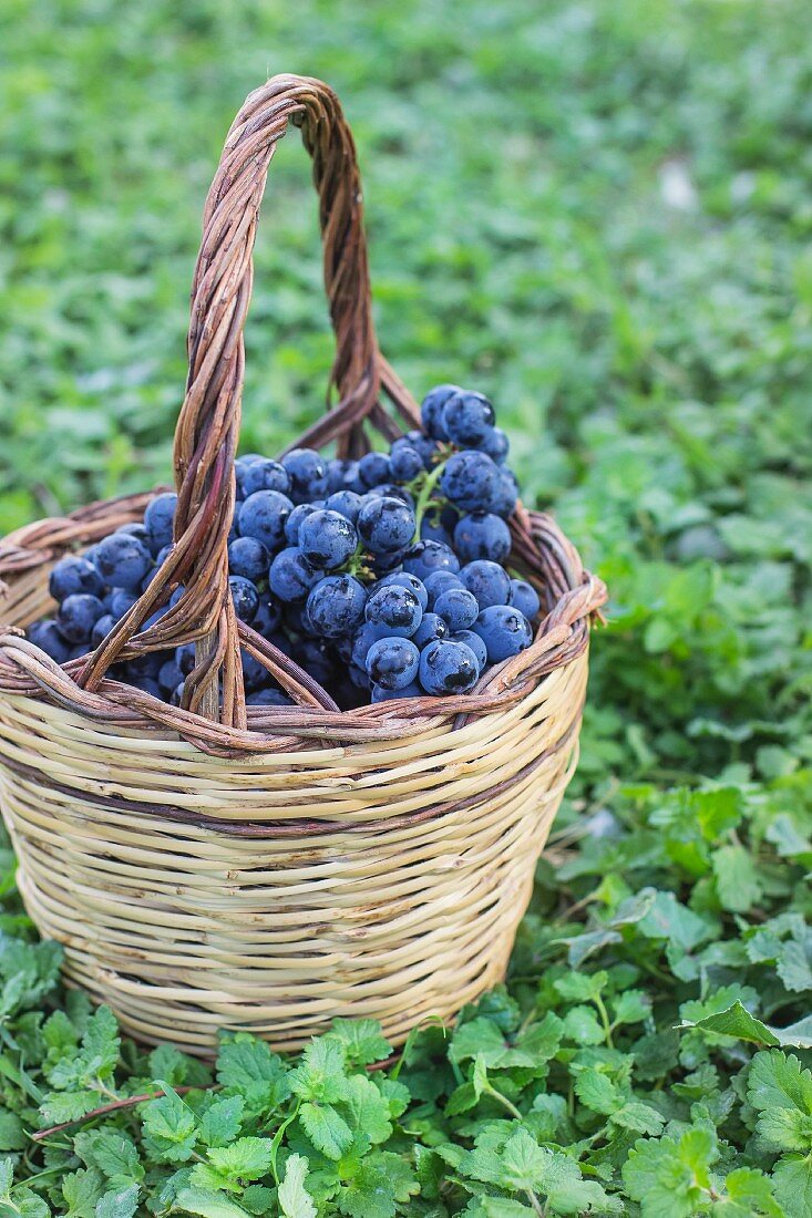 Red grapes in a basket