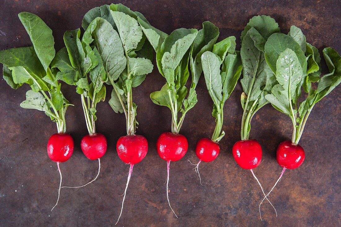 Radishes in a row